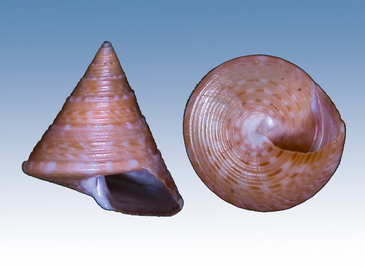 Calliostomatidae vari